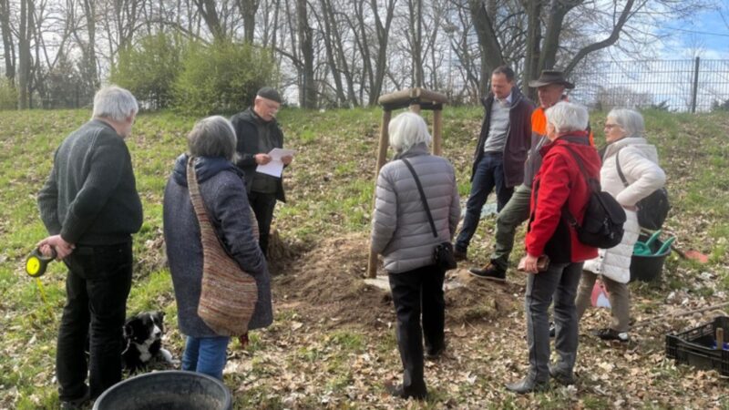 Sommerlinde im Ostdeutschen Rosengarten erinnert an Helmut Rippl