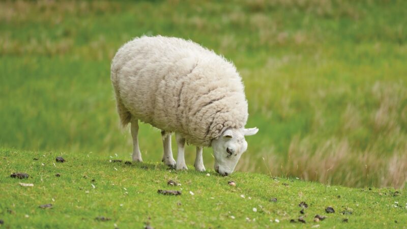 Ausgebüxte Schafe sorgen für Polizeieinsatz in Forst