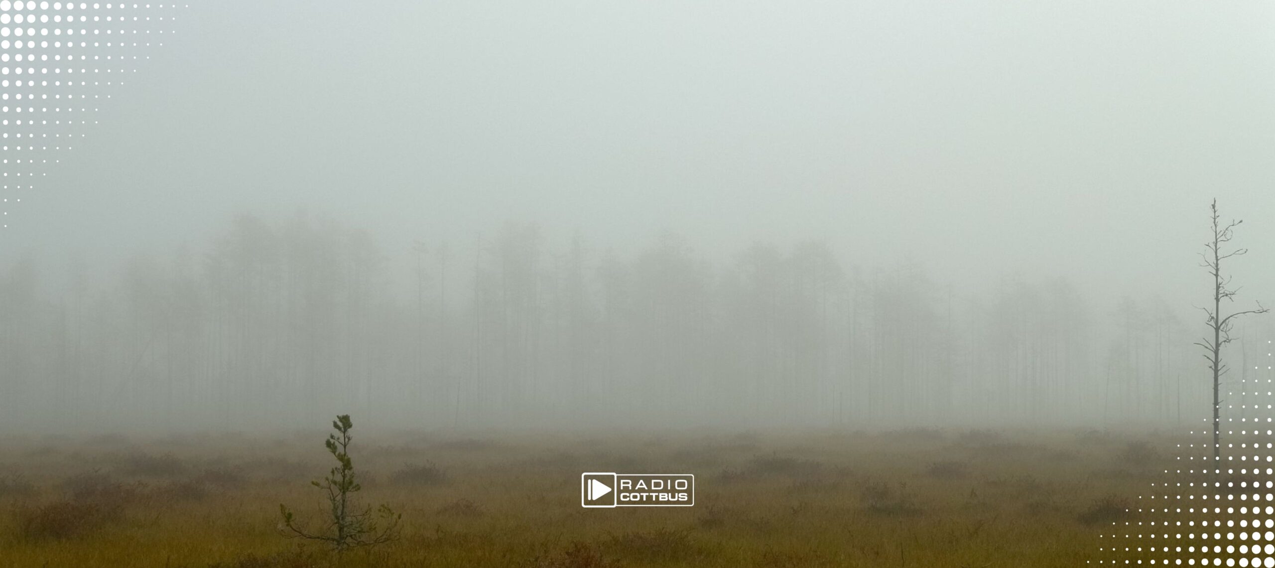 Nebel über Feld