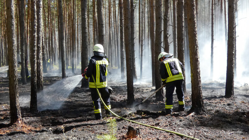 Großeinsatz an der B96: Waldbrand schnell unter Kontrolle