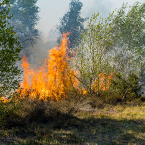 Waldbrand in Jüterbog