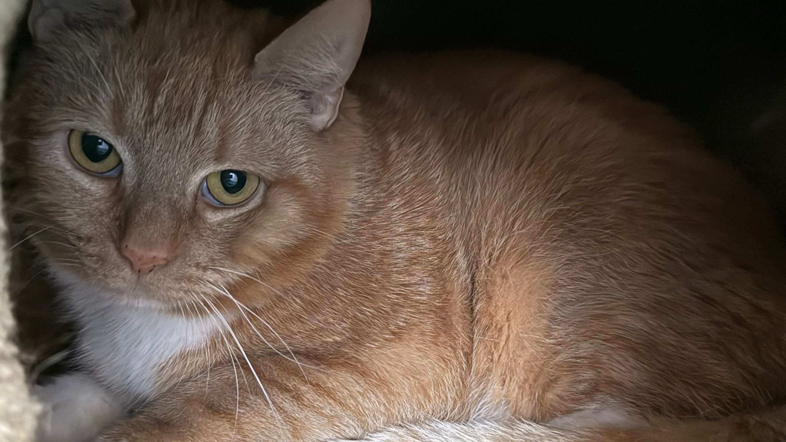 Tier der Woche - Eine rot getigerte Katze Namens Sarah, die in einer Katzenhöhle im Tierheim Cottbus liegt.