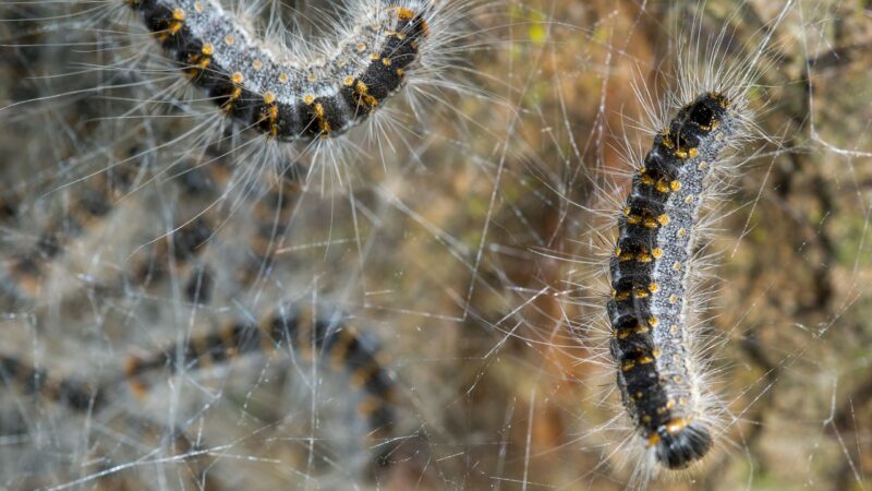 Eichenprozessionsspinner im Spreewald: Warnung für Spaziergänger bei Krausnick und Schlepzig