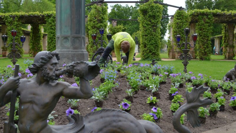 5.000 Blumen für den Branitzer Sommer