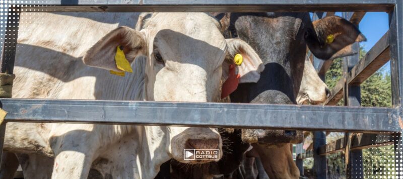Nach Vieh-Diebstählen: Polizei kontrolliert verstärkt Tiertransporte