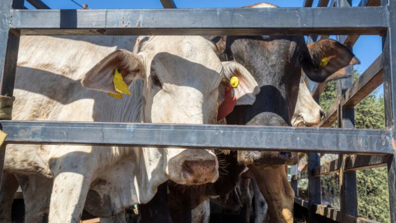 Nach Vieh-Diebstählen: Polizei kontrolliert verstärkt Tiertransporte