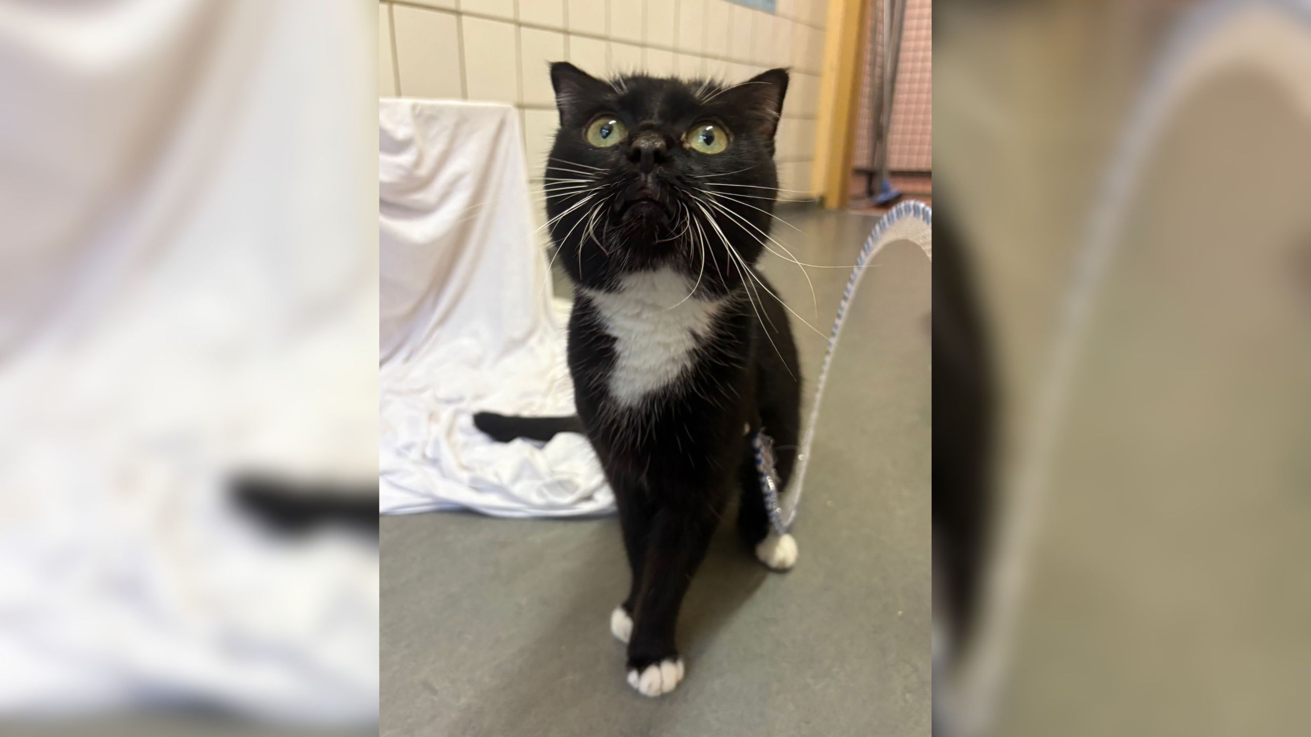 Tier der Woche - Die Katze Birdy aus dem Tierheim Cottbus