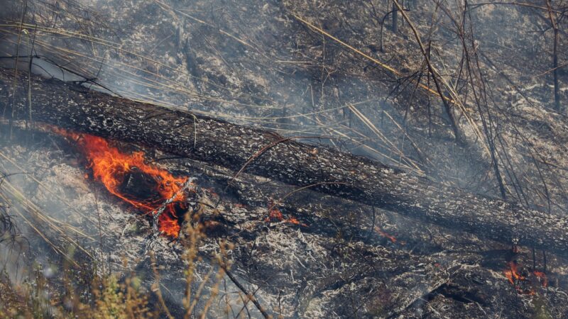 Waldbrand in Jüterbog breitet sich aus: Löscharbeiten erschwert