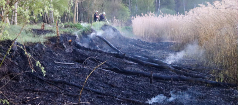Schilfbrand am NABU Neuteich: Feuerwehr verhindert Ausbreitung in Lauchhammer-West