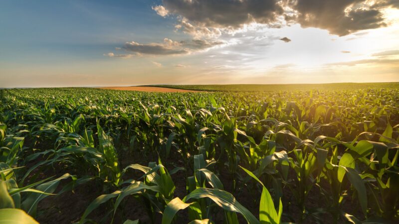 Landpartie startet: 135 Gastgeber zeigen Brandenburgs Landwirtschaft