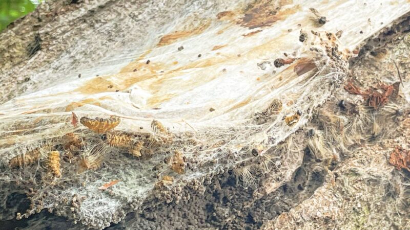 Warnung ausgeweitet: Eichenprozessionsspinner breiten sich in Dahme-Spreewald aus