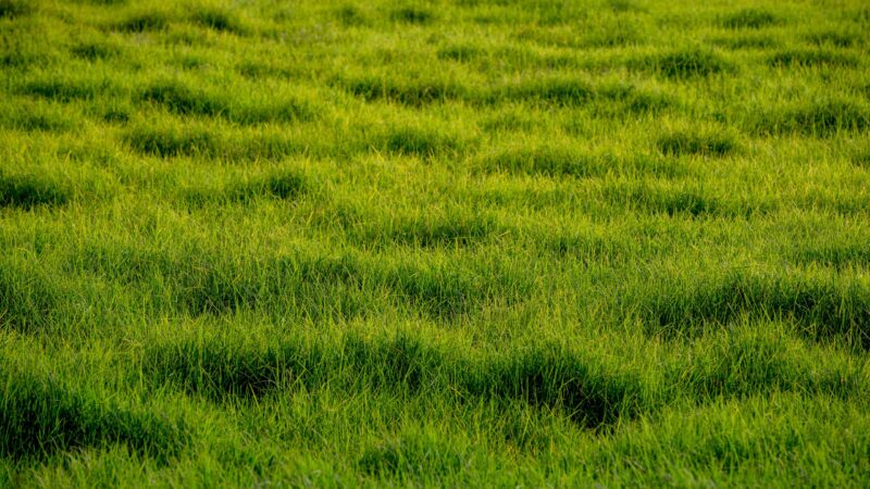 Klimaanpassung in Brandenburg: Mehr Schatten und Grün gegen die Hitze