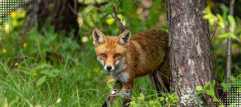 Tierschutzwettbewerb in Brandenburg verlängert