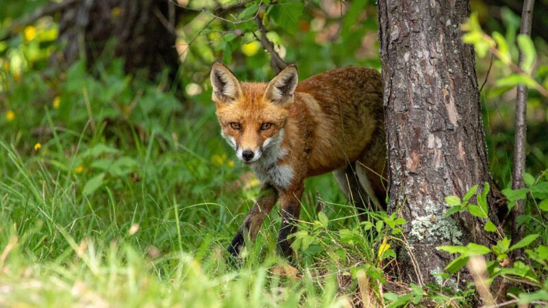 Tierschutzwettbewerb in Brandenburg verlängert