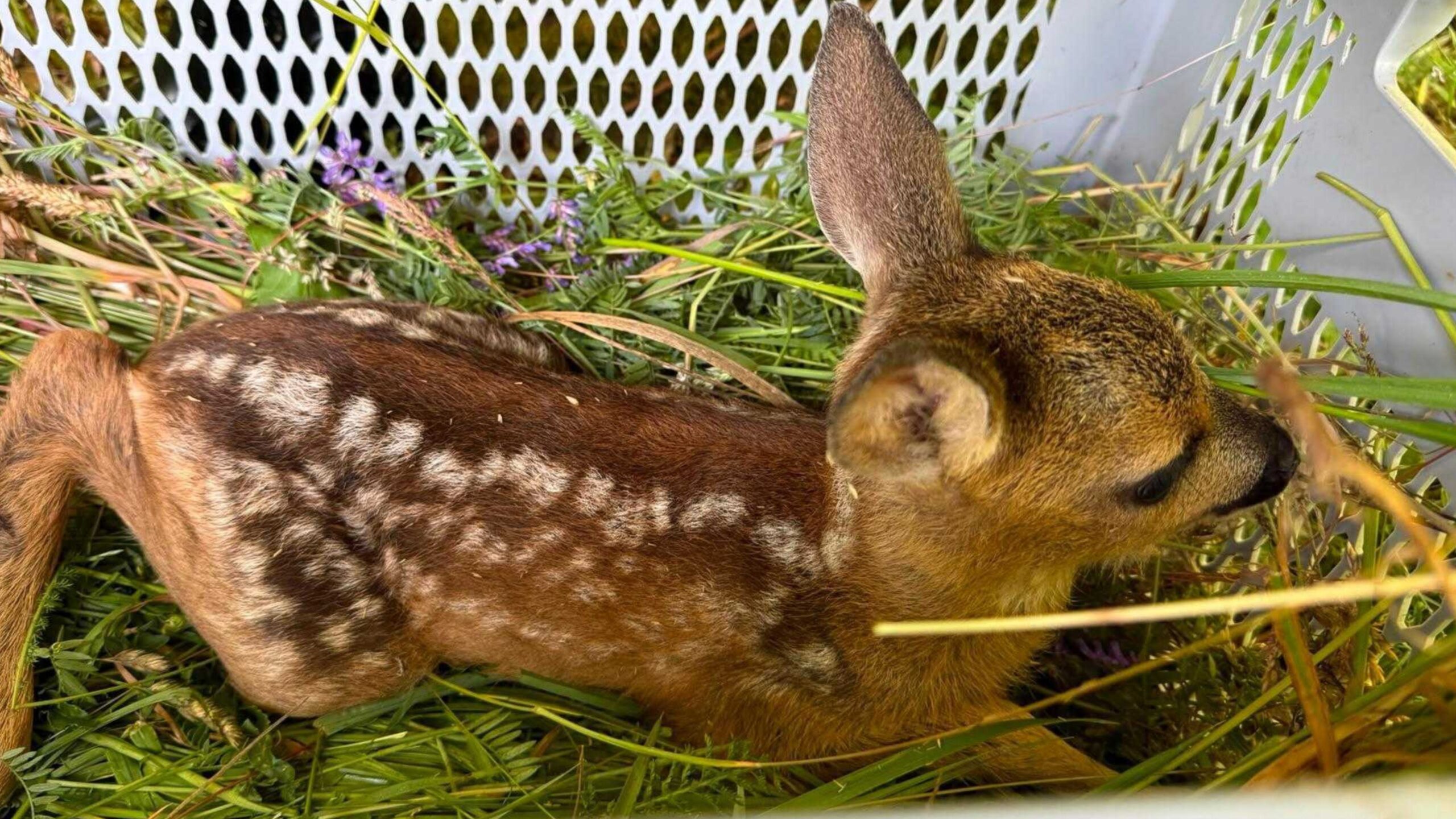 Ein Rehkitz in einem Wäschekorb mit Gras drin