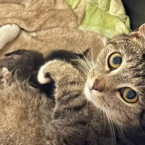 eine Katze aus dem Tierheim Cottbus
