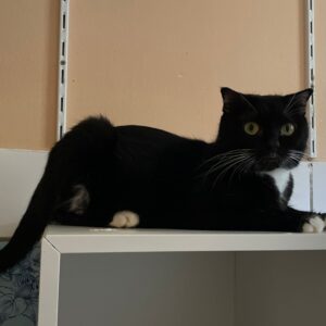 eine schwarze Katze aus dem Tierheim Cottbus