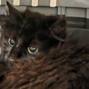 eine schwarze Katze aus dem Tierheim Cottbus