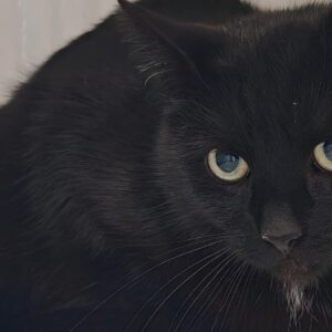 eine schwarze Katze aus dem Tierheim Cottbus
