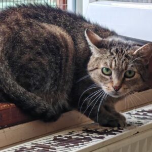 eine Katze aus dem Tierheim Cottbus