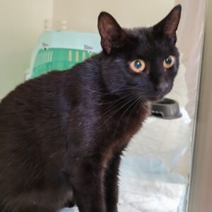 eine schwarze Katze aus dem Tierheim Cottbus
