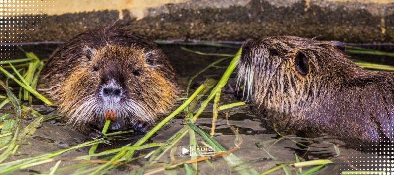 Mehr als 2.500 Nutrias in Brandenburg erlegt
