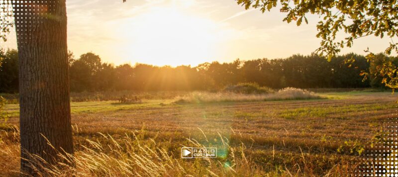 Arsen und Nickel im Grundwasser in Cottbus-Saspow: Was Gartenbesitzer jetzt wissen müssen