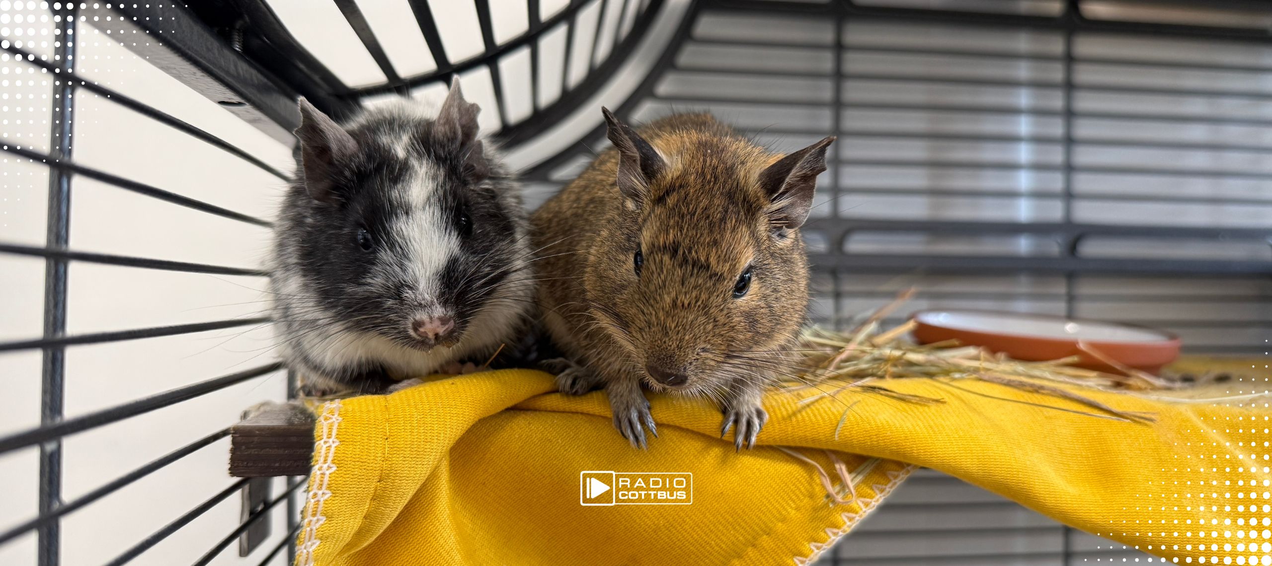 Zwei Degus im Gehege des Cottbuser Tierheims