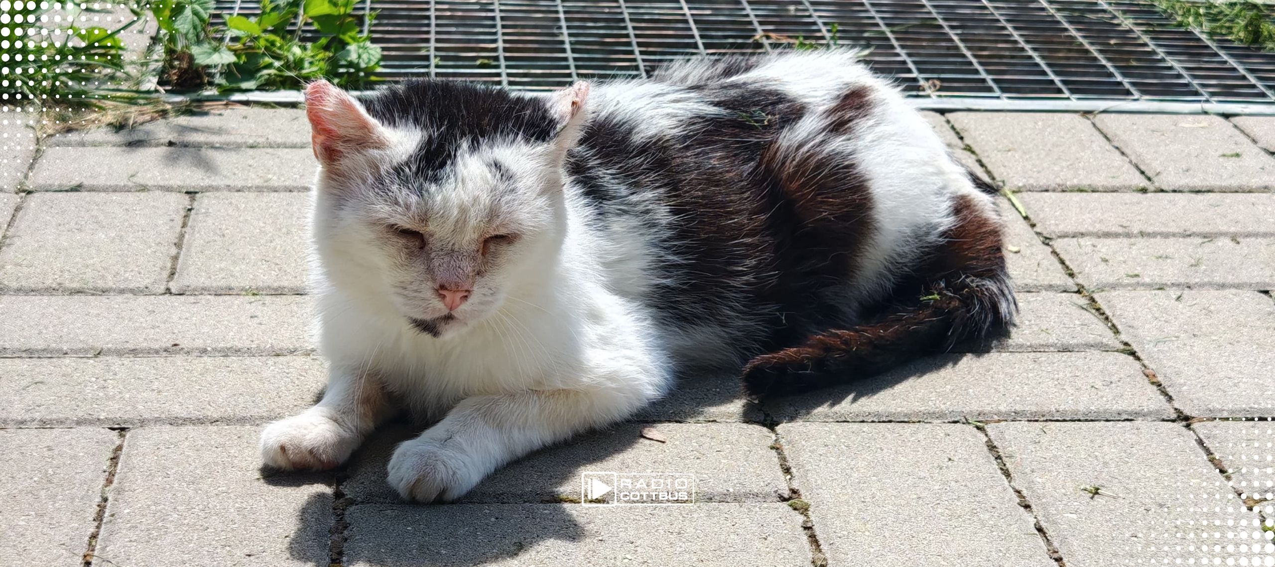Tier der Woche - Specki