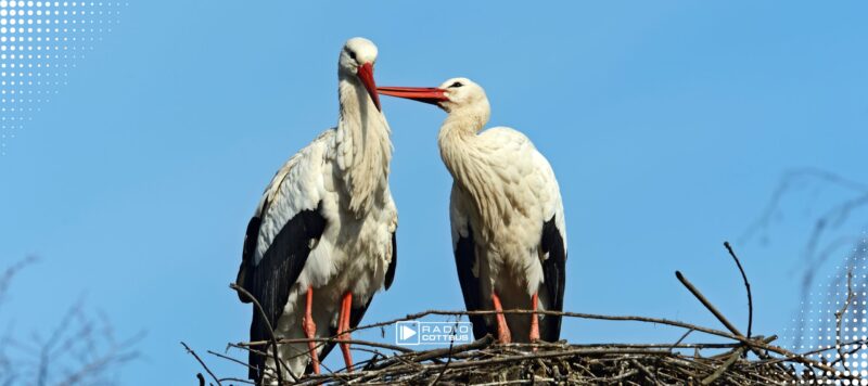 Brandenburg bleibt Storchenland: 1.293 Weißstorch-Paare gezählt
