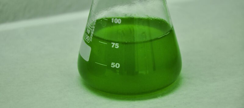 Spirulina gegen Leberkrebs: BTU sucht nach möglichen neuen Wirkstoffen