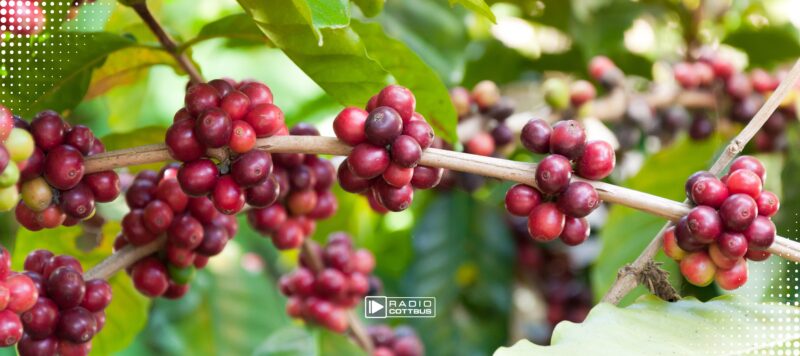 BTU-Forschung hilft Kleinbauern bei der Kaffeeernte