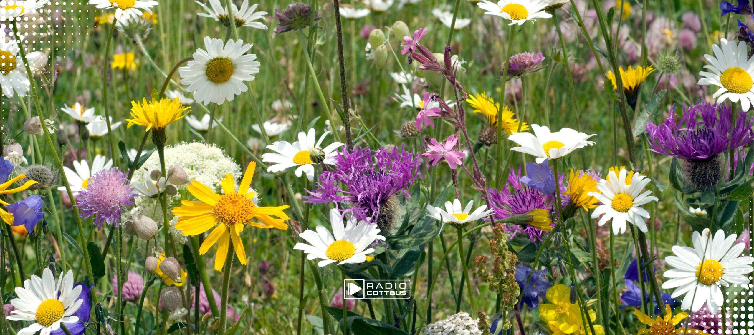 eine Blumenwiese mit vielen bunten Blumen