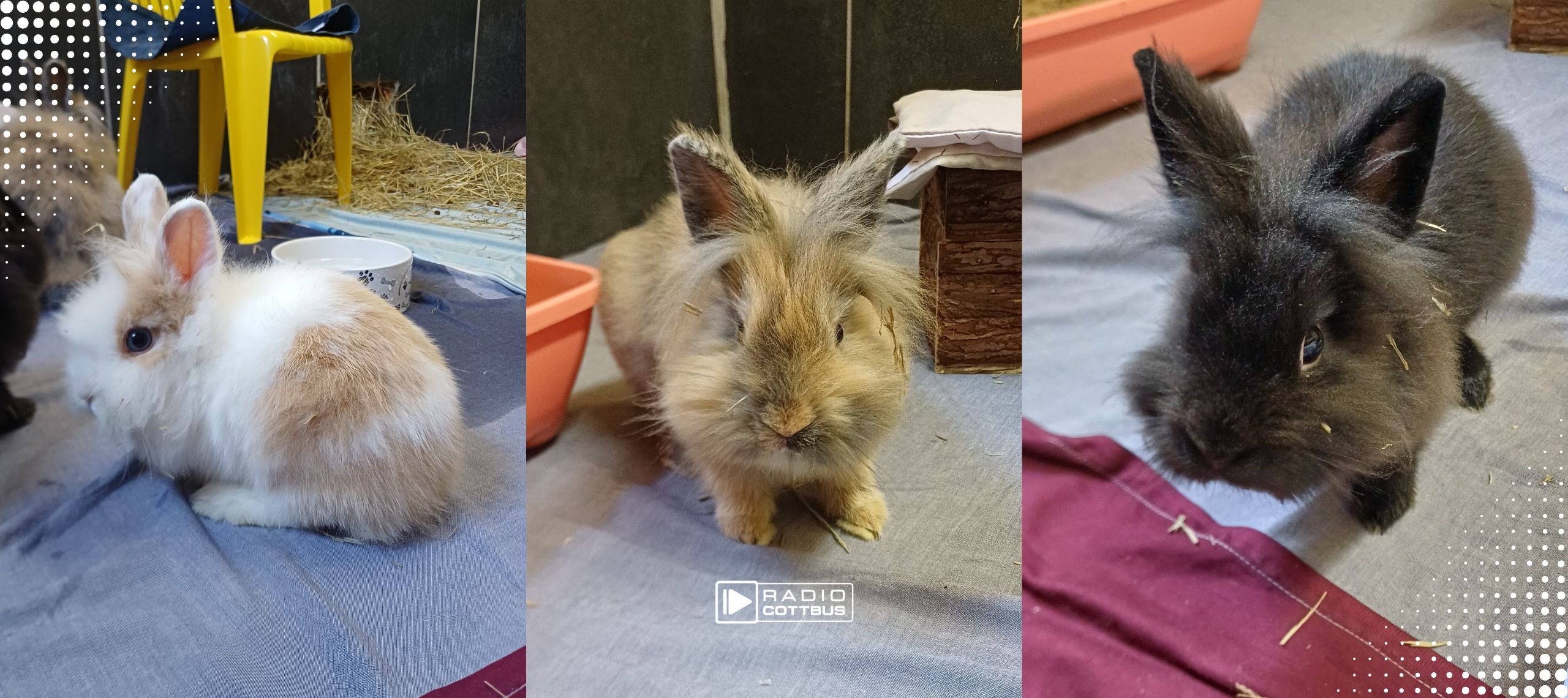 Tier der Woche Zwergkaninchen