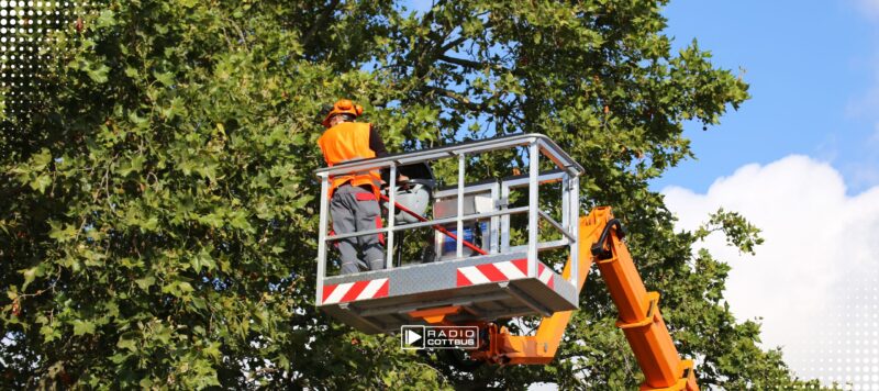 Streit bei Baumpflegearbeiten in Forst: Autofahrer verletzt