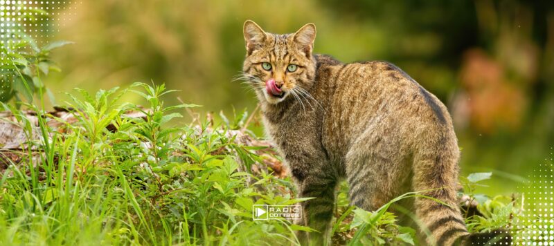 Wildkatze erstmals wieder im Naturpark Dahme-Heideseen nachgewiesen