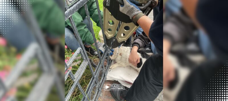 Hund in Cottbus steckt im Metallzaun fest: Feuerwehr rettet Tier nach zwei Stunden