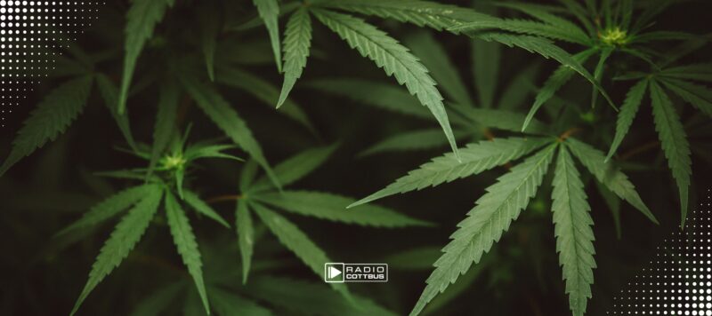 Cannabis-Plantage in Finsterwalde: Polizei stellt sämtliche Pflanzen sicher
