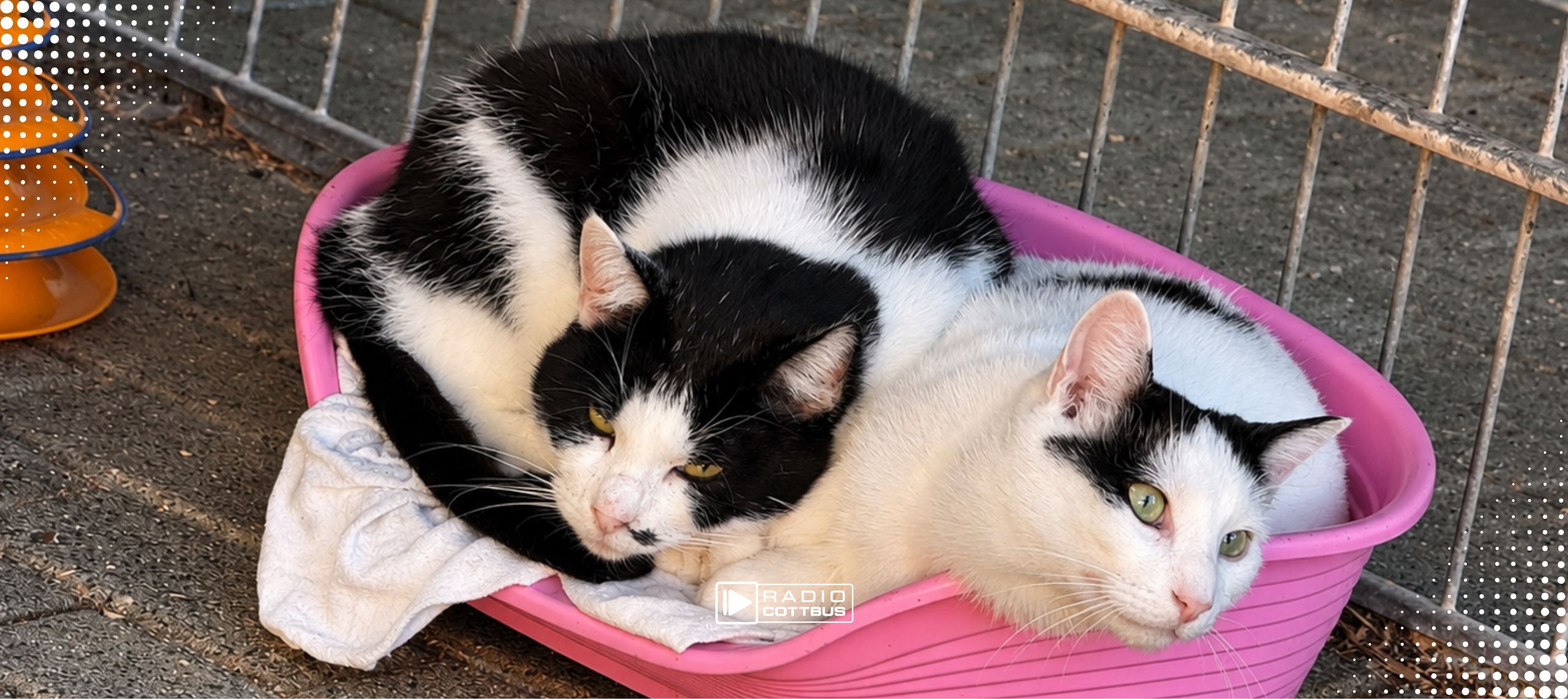 Tier der Woche Pablo und Happy