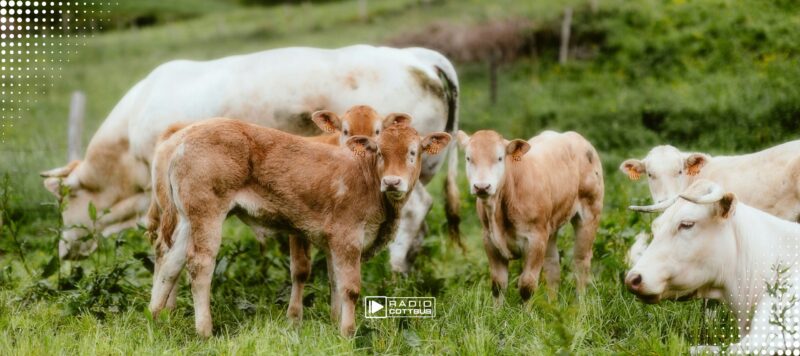 Bis zu 900.000 Euro Förderung für Investitionen in Tierwohl und Klimaschutz